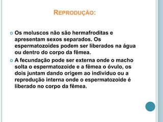 Reprodução:Os moluscos não são hermafroditas e apresentam sexos separados. Os espermatozoides podem ser liberados na água ou dentro do corpo da fêmea.A fecundação pode ser externa onde o macho solta o espermatozoide e a fêmea o óvulo, os dois juntam dando origem ao indivíduo ou a reprodução interna onde o espermatozoide é liberado no corpo da fêmea.