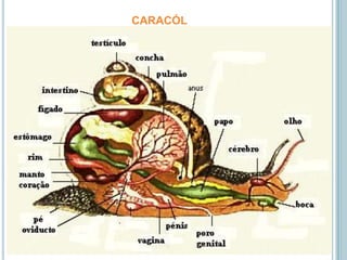 caracól
