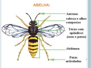ABELHA: