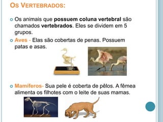 Os Vertebrados:Os animais que possuem coluna vertebral são chamados vertebrados. Eles se dividem em 5 grupos.Aves - Elas são cobertas de penas. Possuem patas e asas.Mamíferos- Sua pele é coberta de pêlos. A fêmea alimenta os filhotes com o leite de suas mamas. 
