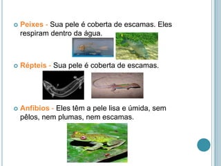 Peixes - Sua pele é coberta de escamas. Eles respiram dentro da água.Répteis - Sua pele é coberta de escamas.Anfíbios - Eles têm a pele lisa e úmida, sem pêlos, nem plumas, nem escamas.