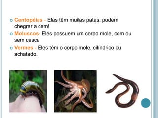 Centopéias - Elas têm muitas patas: podem chegrar a cem!Moluscos- Eles possuem um corpo mole, com ou sem cascaVermes - Eles têm o corpo mole, cilíndrico ou achatado. 