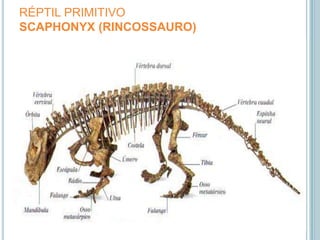 RÉPTIL PRIMITIVOSCAPHONYX (RINCOSSAURO)