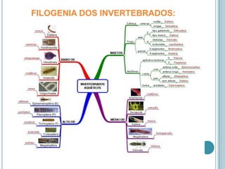 FILOGENIA DOS INVERTEBRADOS: