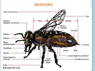 BESOURO