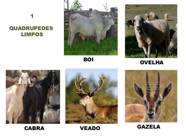 Animais limpos e imundos