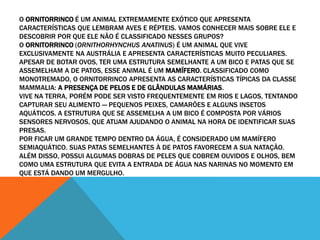 O ORNITORRINCO É UM ANIMAL EXTREMAMENTE EXÓTICO QUE APRESENTA 
CARACTERÍSTICAS QUE LEMBRAM AVES E RÉPTEIS. VAMOS CONHECER MAIS SOBRE ELE E 
DESCOBRIR POR QUE ELE NÃO É CLASSIFICADO NESSES GRUPOS? 
O ORNITORRINCO (ORNITHORHYNCHUS ANATINUS) É UM ANIMAL QUE VIVE 
EXCLUSIVAMENTE NA AUSTRÁLIA E APRESENTA CARACTERÍSTICAS MUITO PECULIARES. 
APESAR DE BOTAR OVOS, TER UMA ESTRUTURA SEMELHANTE A UM BICO E PATAS QUE SE 
ASSEMELHAM A DE PATOS, ESSE ANIMAL É UM MAMÍFERO. CLASSIFICADO COMO 
MONOTREMADO, O ORNITORRINCO APRESENTA AS CARACTERÍSTICAS TÍPICAS DA CLASSE 
MAMMALIA: A PRESENÇA DE PELOS E DE GLÂNDULAS MAMÁRIAS. 
VIVE NA TERRA, PORÉM PODE SER VISTO FREQUENTEMENTE EM RIOS E LAGOS, TENTANDO 
CAPTURAR SEU ALIMENTO — PEQUENOS PEIXES, CAMARÕES E ALGUNS INSETOS 
AQUÁTICOS. A ESTRUTURA QUE SE ASSEMELHA A UM BICO É COMPOSTA POR VÁRIOS 
SENSORES NERVOSOS, QUE ATUAM AJUDANDO O ANIMAL NA HORA DE IDENTIFICAR SUAS 
PRESAS. 
POR FICAR UM GRANDE TEMPO DENTRO DA ÁGUA, É CONSIDERADO UM MAMÍFERO 
SEMIAQUÁTICO. SUAS PATAS SEMELHANTES À DE PATOS FAVORECEM A SUA NATAÇÃO. 
ALÉM DISSO, POSSUI ALGUMAS DOBRAS DE PELES QUE COBREM OUVIDOS E OLHOS, BEM 
COMO UMA ESTRUTURA QUE EVITA A ENTRADA DE ÁGUA NAS NARINAS NO MOMENTO EM 
QUE ESTÁ DANDO UM MERGULHO. 
 