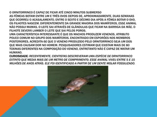 O ORNITORRINCO É CAPAZ DE FICAR ATÉ CINCO MINUTOS SUBMERSO 
AS FÊMEAS BOTAM ENTRE UM E TRÊS OVOS DEPOIS DE, APROXIMADAMENTE, DUAS SEMANAS 
QUE OCORREU O ACASALAMENTO. ENTRE O SEXTO E DÉCIMO DIA APÓS A FÊMEA BOTAR O OVO, 
OS FILHOTES NASCEM. DIFERENTEMENTE DA GRANDE MAIORIA DOS MAMÍFEROS, ESSE ANIMAL 
NÃO POSSUI MAMAS. O LEITE SAI ATRAVÉS DE GLÂNDULAS QUE FICAM NA BARRIGA DA MÃE. O 
FILHOTE DEVERÁ LAMBER O LEITE QUE SAI PELOS POROS. 
UMA CARACTERÍSTICA INTERESSANTE É QUE OS MACHOS PRODUZEM VENENOS, ATRIBUTO 
POUCO COMUM NO GRUPO DOS MAMÍFEROS. ENCONTRADO EM ESPORÕES NOS MEMBROS 
POSTERIORES, ACREDITA-SE QUE O VENENO PRODUZIDO PELO ORNITORRINCO SEJA UM DOS 
QUE MAIS CAUSAM DOR NO HOMEM. PESQUISADORES ESTIMAM QUE EXISTAM MAIS DE 80 
TOXINAS DIFERENTES NA COMPOSIÇÃO DO VENENO, ENTRETANTO NÃO É CAPAZ DE MATAR UM 
HUMANO. 
CURIOSIDADE: RECENTEMENTE, CIENTISTAS DESCREVERAM UMA ESPÉCIE DE ORNITORRINCO 
EXTINTO QUE MEDIA MAIS DE UM METRO DE COMPRIMENTO. ESSE ANIMAL VIVEU ENTRE 5 E 15 
MILHÕES DE ANOS ATRÁS. ELE FOI IDENTIFICADO A PARTIR DE UM DENTE MOLAR FOSSILIZADO. 
 