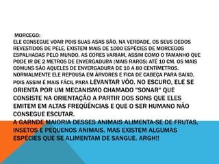 MORCEGO: 
ELE CONSEGUE VOAR POIS SUAS ASAS SÃO, NA VERDADE, OS SEUS DEDOS 
REVESTIDOS DE PELE. EXISTEM MAIS DE 1000 ESPÉCIES DE MORCEGOS 
ESPALHADAS PELO MUNDO. AS CORES VARIAM, ASSIM COMO O TAMANHO QUE 
PODE IR DE 2 METROS DE ENVERGADURA (MAIS RAROS) ATÉ 10 CM. OS MAIS 
COMUNS SÃO AQUELES DE ENVERGADURA DE 10 A 80 CENTÍMETROS. 
NORMALMENTE ELE REPOUSA EM ÁRVORES E FICA DE CABEÇA PARA BAIXO, 
POIS ASSIM É MAIS FÁCIL PARA LEVANTAR VÔO. NO ESCURO, ELE SE 
ORIENTA POR UM MECANISMO CHAMADO "SONAR" QUE 
CONSISTE NA ORIENTAÇÃO A PARTIR DOS SONS QUE ELES 
EMITEM EM ALTAS FREQÜÊNCIAS E QUE O SER HUMANO NÃO 
CONSEGUE ESCUTAR. 
A GARNDE MAIORIA DESSES ANIMAIS ALIMENTA-SE DE FRUTAS, 
INSETOS E PEQUENOS ANIMAIS. MAS EXISTEM ALGUMAS 
ESPÉCIES QUE SE ALIMENTAM DE SANGUE. ARGH!! 
 