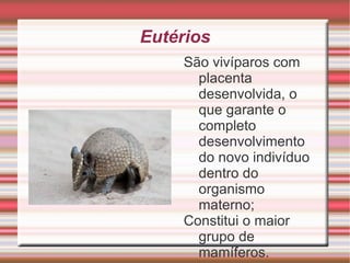 Respiração Todos os mamíferos possuem pulmões; 