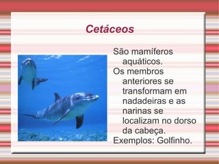 Possuem um cérebro muito desenvolvido. 