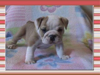 A digestão começa na boca, passa pela faringe, esôfago e chega ao estômago, passa para o intestino delgado e os resíduos saem pelo ânus.  