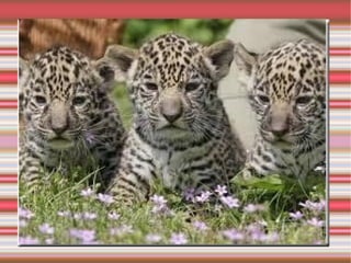 Monotremados: São ovíparos e dotados de bico; 