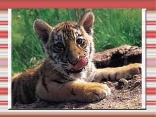 É o caso do  ornitorrinco  e a equidna, que vivem na Austrália e em ilhas próximas da Nova Zelândia. 