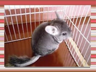 Marsupiais  São  vivíparos  com a placenta reduzida; 