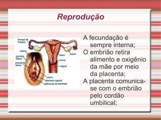 O que são mamíferos? Os mamíferos constituem uma classe dos animais vertebrados que se caracterizam pela presença de glândulas mamárias nas fêmeas, que produzem leite para alimentação dos filhotes (ou crias), e a presença de  pelos  ou cabelos. São animais homeotérmicos, ou seja "sangue quente" 