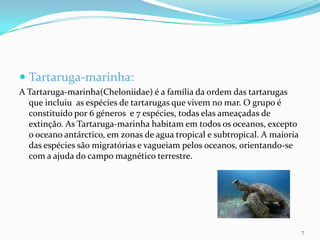 Tartaruga-marinha:<br />A Tartaruga-marinha(Cheloniidae) é a família da ordem das tartarugas que incluiu  as espécies de t...