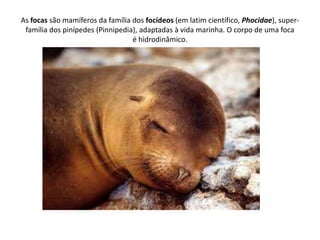 As focas são mamíferos da família dos focídeos (em latim científico, Phocidae), super-
família dos pinípedes (Pinnipedia),...