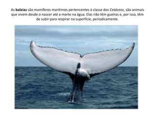 As baleias são mamíferos marítimos pertencentes à classe dos Cetáceos, são animais
que vivem desde o nascer até a morte na...