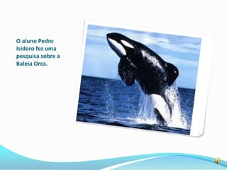 O aluno Pedro
Isidoro fez uma
pesquisa sobre a
Baleia Orca.
 