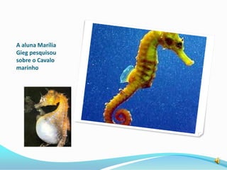 A aluna Marília
Gieg pesquisou
sobre o Cavalo
marinho
 