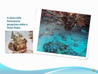 A aluna Júlia
Damasceno
pesquisou sobre o
Peixe Pedra.
 