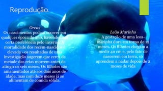 Reprodução.
Orcas
Os nascimentos podem ocorrer em
qualquer época do ano, havendo uma
certa preferência pelo inverno. A
mortalidade dos recém-nascidos é
elevada - os resultados de uma
investigação sugerem que cerca de
metade das crias morrem antes de
atingir os seis meses. Os filhotes são
amamentados até aos dois anos de
idade, mas com doze meses já se
alimentam de comida sólida.
Leão Marinho
A gestação de uma leoa-
marinha dura em torno de 12
meses. Os filhotes chegam a
medir 40 cm e, pelo fato de
nascerem em terra, só
aprendem a nadar depois de 2
meses de vida
 