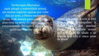 Tartarugas Marinhas
Após atingir a maturidade sexual,
em muitas espécies apenas por volta
dos 30 anos, a fêmea regressa à
praia onde nasceu para enterrar os
seus ovos na areia. As tartarugas são
extremamente fiéis a este local e não
nidificam noutras praias
Focas
Assim que nasce, a cria já está
apta a nadar e mergulhar. A
maior parte dos machos
atinge a maturidade sexual
aos seis anos de idade e as
fêmeas aos três a cinco anos
de idade.
 