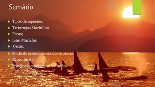 Sumário
 Tipos de espécies:
 Tartarugas Marinhas;
 Focas;
 Leão Marinho;
 Orcas.
 Modo de sobrevivência das espécies.
 Reprodução.
 Principais espécies em extinção.
 