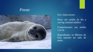 Cor: cinza escuro
Peso: em média de 80 a
100 kg (animal adulto)
Comprimento: em média
1,70 m
Reprodução: os filhotes de
foca nascem no mês de
maio.
Focas
 