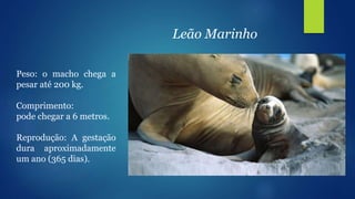 Peso: o macho chega a
pesar até 200 kg.
Comprimento:
pode chegar a 6 metros.
Reprodução: A gestação
dura aproximadamente
um ano (365 dias).
Leão Marinho
 