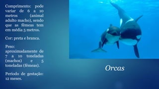 Comprimento: pode
variar de 6 a 10
metros (animal
adulto macho), sendo
que as fêmeas tem
em média 5 metros.
Cor: preta e branca.
Peso:
aproximadamente de
7 a 10 toneladas
(machos) e 5
toneladas (fêmeas).
Período de gestação:
12 meses.
Orcas
 