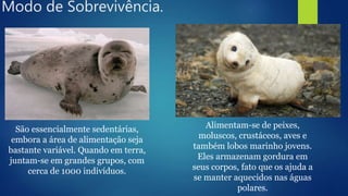 Modo de Sobrevivência.
São essencialmente sedentárias,
embora a área de alimentação seja
bastante variável. Quando em terra,
juntam-se em grandes grupos, com
cerca de 1000 indivíduos.
Alimentam-se de peixes,
moluscos, crustáceos, aves e
também lobos marinho jovens.
Eles armazenam gordura em
seus corpos, fato que os ajuda a
se manter aquecidos nas águas
polares.
 