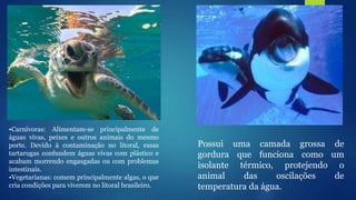 •Carnívoras: Alimentam-se principalmente de
águas vivas, peixes e outros animais do mesmo
porte. Devido à contaminação no litoral, essas
tartarugas confundem águas vivas com plástico e
acabam morrendo engasgadas ou com problemas
intestinais.
•Vegetarianas: comem principalmente algas, o que
cria condições para viverem no litoral brasileiro.
Possui uma camada grossa de
gordura que funciona como um
isolante térmico, protejendo o
animal das oscilações de
temperatura da água.
 