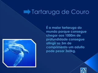 Animais MaríTimo Em Vias De ExtinçãO