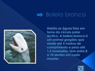 Animais MaríTimo Em Vias De ExtinçãO