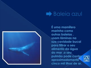Animais MaríTimo Em Vias De ExtinçãO