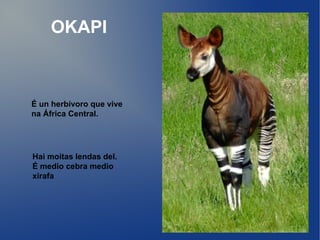 OKAPI



É un herbívoro que vive
na África Central.




Hai moitas lendas del.
É medio cebra medio
xirafa
 