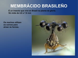 MEMBRÁCIDO BRASILEÑO
     É un insecto que vive en Brasil na planta da gloria.
     Só mide de 4,6 a 7,8 mm



Os machos utilizan
os cornos para
atraer ás femias.
 