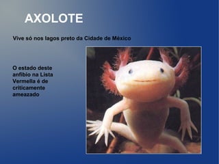 AXOLOTE
Vive só nos lagos preto da Cidade de México




O estado deste
anfibio na Lista
Vermella é de
criticamente
ameazado
 