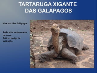 TARTARUGA XIGANTE
                 DAS GALÁPAGOS

Vive nas Illas Galápagos.


Pode vivir varios centos
de anos.
Está en perigo de
extinción.
 
