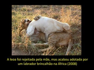 A leoa foi rejeitada pela mãe, mas acabou adotada por um labrador brincalhão na África (2008) 