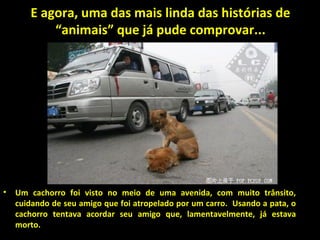 E agora, uma das mais linda das histórias de “animais” que já pude comprovar... Um cachorro foi visto no meio de uma avenida, com muito trânsito, cuidando de seu amigo que foi atropelado por um carro.  Usando a pata, o cachorro tentava acordar seu amigo que, lamentavelmente, já estava morto. 