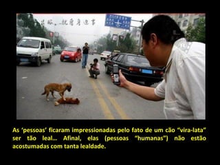 As ‘pessoas’ ficaram impressionadas pelo fato de um cão “vira-lata” ser tão leal… Afinal, elas (pessoas “humanas”) não estão acostumadas com tanta lealdade. 