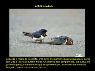                                                                                                                                Segundo o relato do fotógrafo, uma outra ave permanecia próxima àquele corpo sem vida e ficara ali durante horas. Chamando pelo companheiro, ela pulava de galho em galho, sem temer os que se aproximavam, inclusive sem temer ao fotógrafo que se colocava bem próximo.  A Solidariedade   