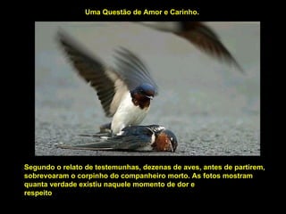 Segundo o relato de testemunhas, dezenas de aves, antes de partirem, sobrevoaram o corpinho do companheiro morto. As fotos mostram quanta verdade existiu naquele momento de dor e respeito                                                                                                                                   Uma Questão de Amor e Carinho. 