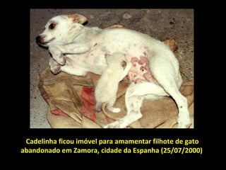 Cadelinha ficou imóvel para amamentar filhote de gato abandonado em Zamora, cidade da Espanha (25/07/2000)   