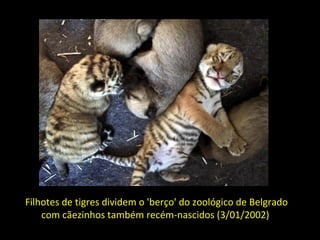 Filhotes de tigres dividem o 'berço' do zoológico de Belgrado com cãezinhos também recém-nascidos (3/01/2002)   
