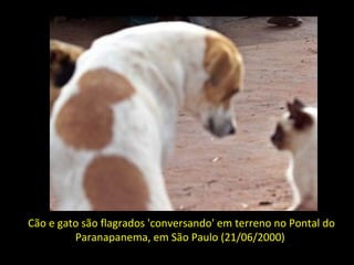Cão e gato são flagrados 'conversando' em terreno no Pontal do Paranapanema, em São Paulo (21/06/2000)   