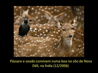 Pássaro e veado convivem numa boa no zôo de Nova Déli, na Índia (12/2006)   